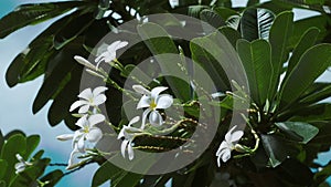Bunch of White plumeria or frangipani flowers slightly swing by the coastal breeze on sunny day. Green foliage leaves in