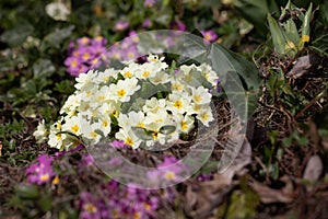 Bunch of White Primrose,  Strauss weisse Primel