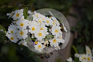 Bunch of White Primrose,  Strauss weisse Primel