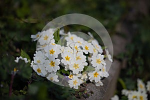 Bunch of White Primrose,  Strauss weisse Primel