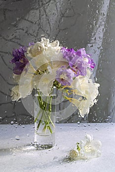 A bunch of white and purple freesias on a white background. Shooting through wet glass. Drops, impressionism, complementary colors