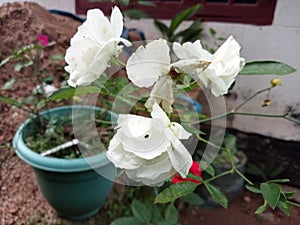 A bunch of white rose on a pot