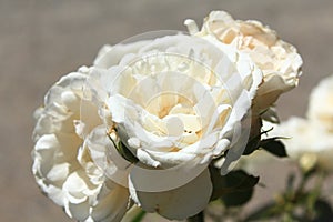 A bunch of white roses in Victoria, Australia