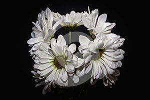 A bunch of white shasta daisies