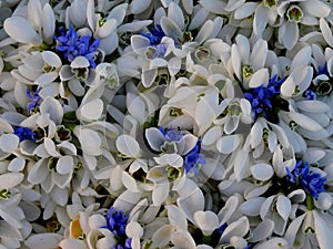 Bunch of white snowdrops and blue spring flowers, top view