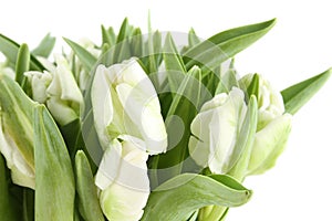 Bunch of white tulips