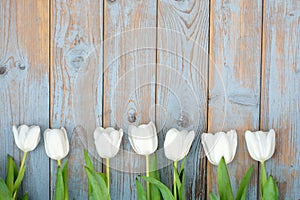 Bunch of white tulips in a row on a blue grey knotted old wooden background with empty space layout
