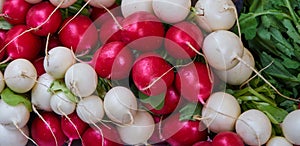 Bunch of white turnips and red radishes from below photo