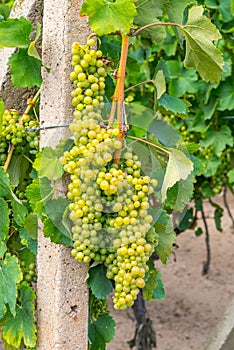 Bunch of white wine grape on grapevine