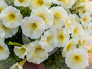 Bunch of White Yellow Petunia Flowers Hanging