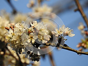 Bunch of wild cherry blossoms close up with a bee