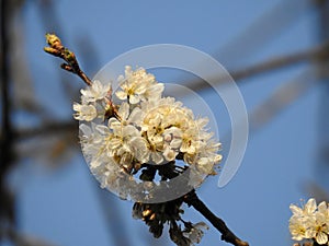 Bunch of wild cherry blossoms close up with a bee under a beautiful blue sky