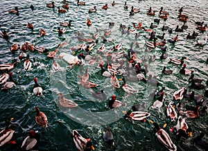 A Bunch of Wild Ducks, Old Coots And A White Duck