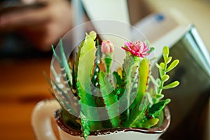 The bunch of wild flowers in enamel mug on the window sill.