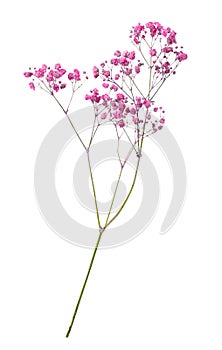 Bunch of wild flowers isolated on white background