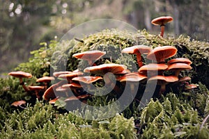Bunch of wild fungi in the moss