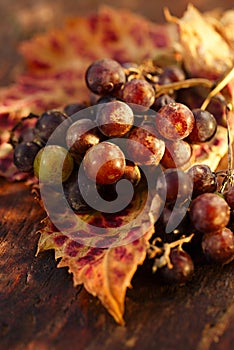 Bunch of wild grapes in goldish autunm fall colors