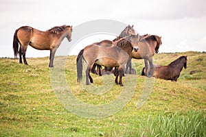 Bunch of wild horses standing on a hill on the dutch island of texel