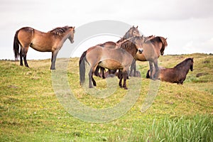 Bunch of wild horses standing on a hill on the dutch island of texel photo