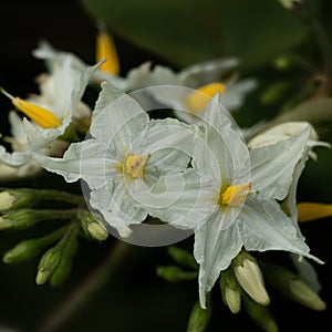 A bunch of wild lowers with white petals