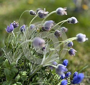 Bunch of wild pasqueflowers growing wild.