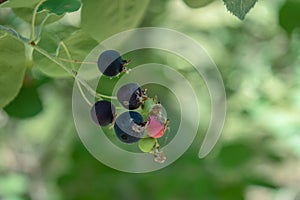 Bunch of wild red and black berries growing on the branch in the forest