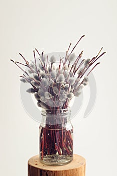 Bunch of willow twigs in glass jar on white background