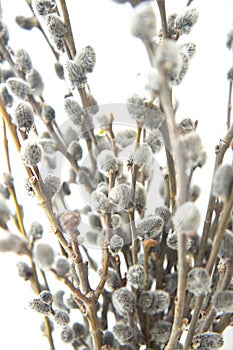 Bunch of willow twigs isolated on white background. Beautiful spring nature background