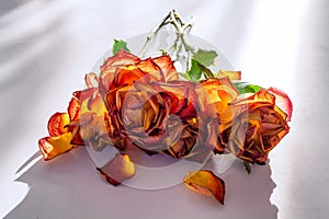 A bunch of wilted rose fallen on white table