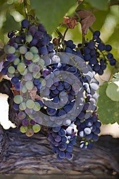 A Bunch of Wine Grapes