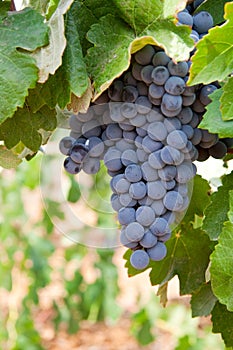 Bunch of wine grapes