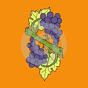 Bunch of wine grapes with leaf flat purple vector