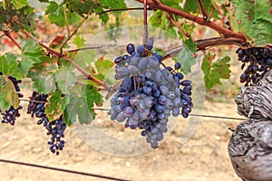 Bunch of wine grapes in purple-blue. Bunch of ripe grapes hanging on the vine