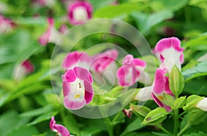 Bunch of Wishbone Flowers or Torenia Fournieri in the Garden