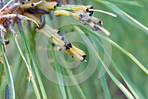 Bunch of caterpillars is in a coniferous tree