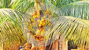 A bunch of yellow coconuts hanging from a tree