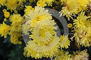 Bunch of yellow color flowers