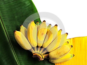 Bunch of yellow cultivated banana on green and yellow leaf background