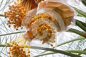Bunch of yellow dates on date palm,