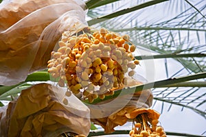 Bunch of yellow dates on date palm,