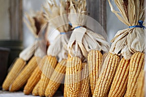 Bunch of yellow dried corn on window