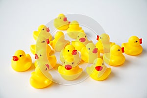 Bunch of yellow ducklings