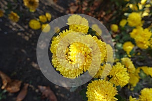 Bunch of yellow flowers of Chrysanthemum morifolium