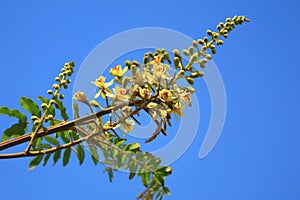 Bunch of yellow flowers with green buds against vivid blue sunny sky