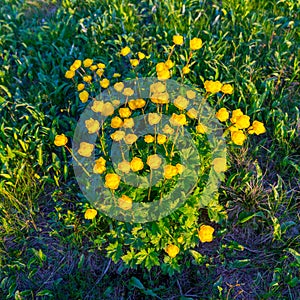 Bunch of yellow Globe-flower, Trollius europaeus. Spring in Jizera Mountains, Czech Republic