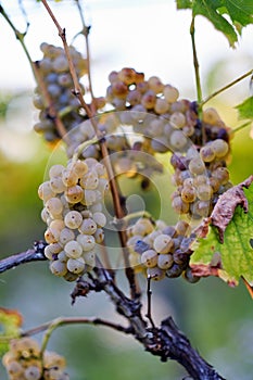 A bunch of yellow grapes on grapevine