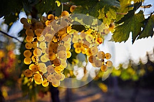 A bunch of yellow grapes hanging on a vineyard