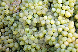Bunch of Yellow Grapes