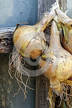 Bunch of yellow onions hanging and drying outside a rustic window.