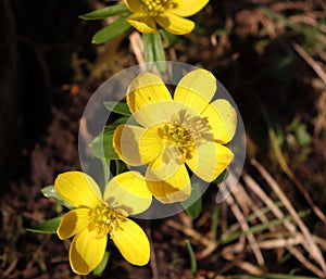 Bunch of yellow orange Eranthis,winter aconite in bloom. Early spring flowers in the garden on sunlight. Macro detail view